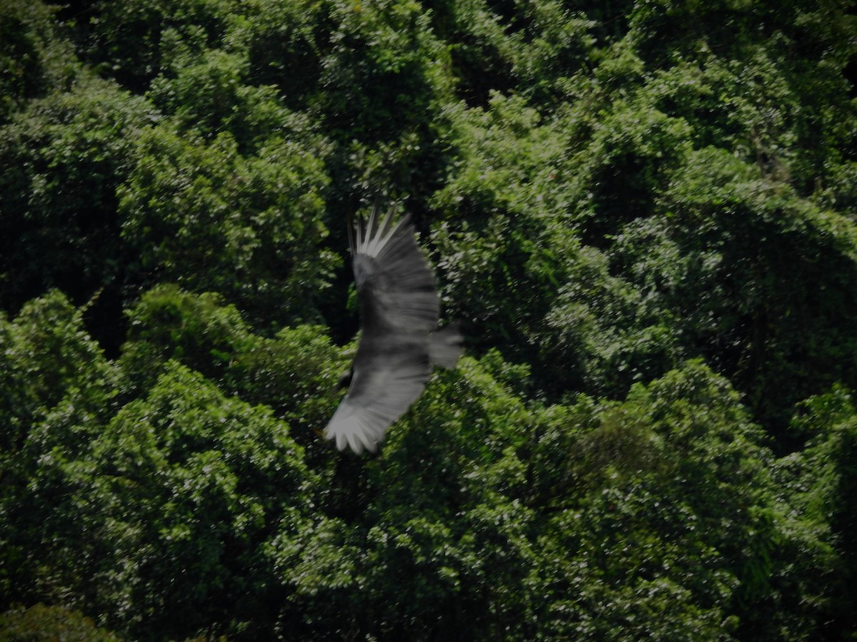 Black Vulture - ML620667807