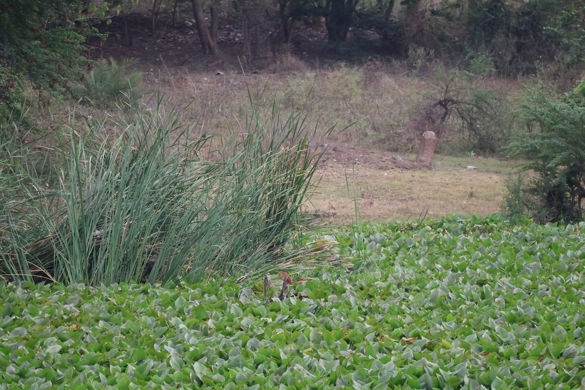 Cinnamon Bittern - ML620667815