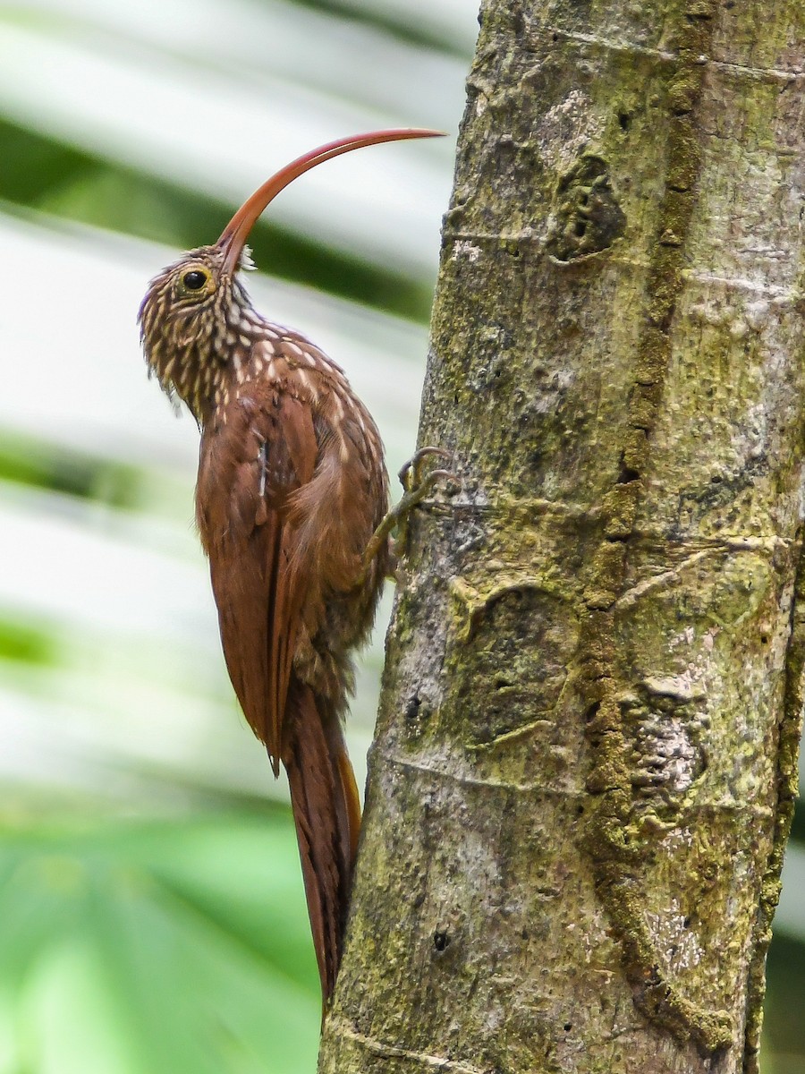 Red-billed Scythebill - Bruno Rennó