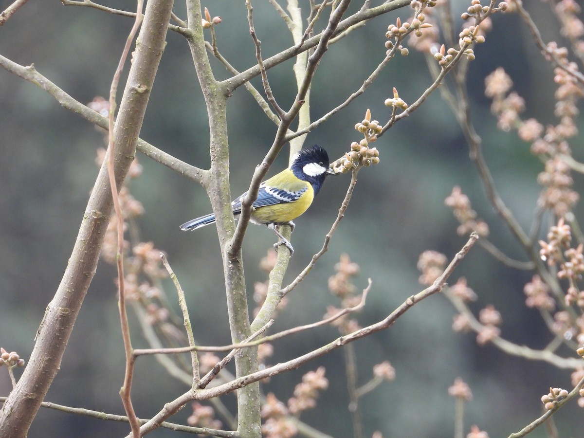 Green-backed Tit - Roy Wang