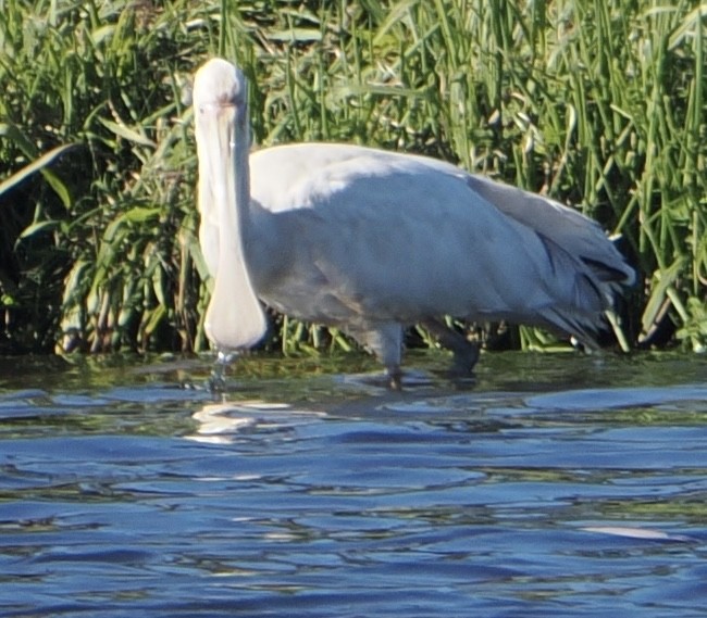 Yellow-billed Spoonbill - ML620667818