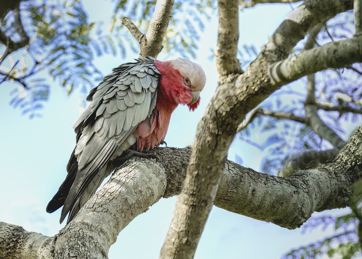 Galah - ML620667820