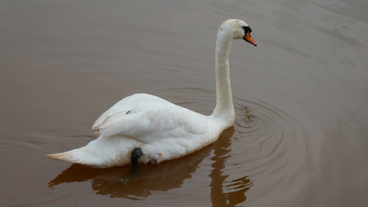 Cygne tuberculé - ML620667823