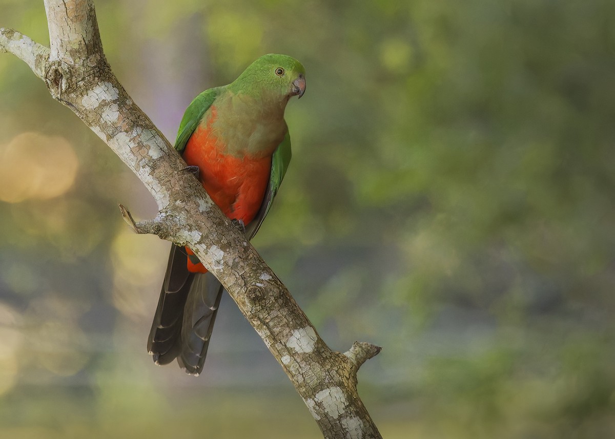 キンショウジョウインコ - ML620667824