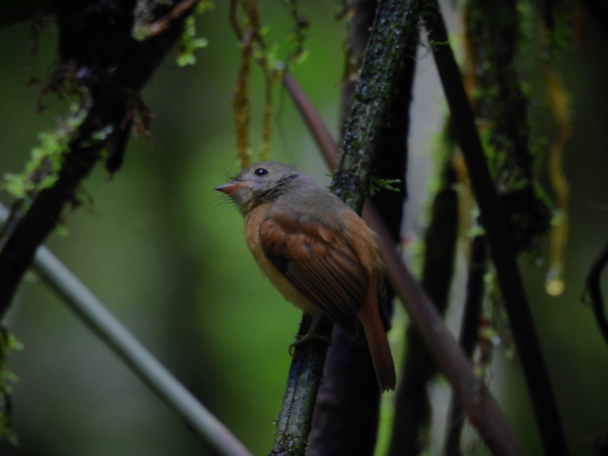 Ruddy-tailed Flycatcher - ML620667825