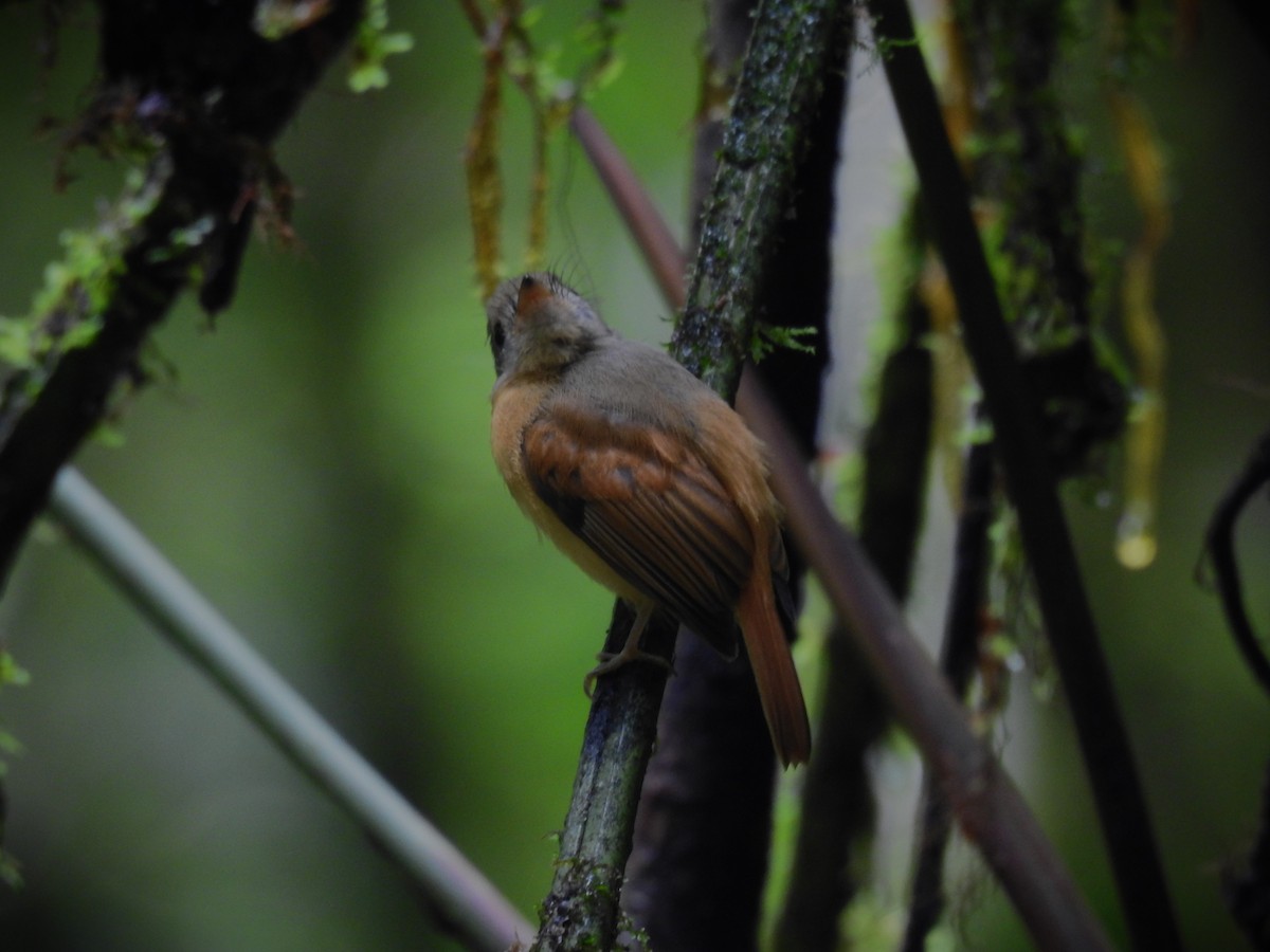 Ruddy-tailed Flycatcher - ML620667826