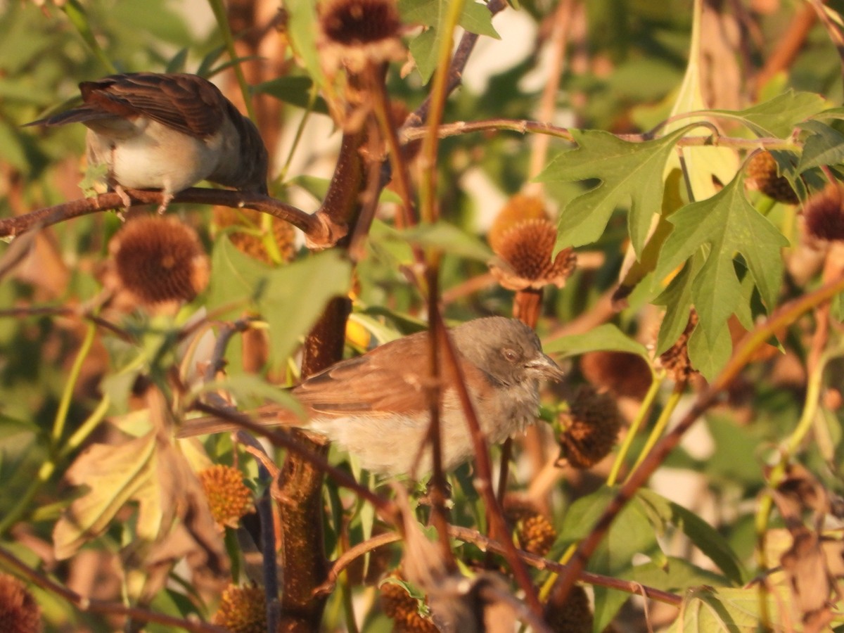 Northern Gray-headed Sparrow - ML620667827