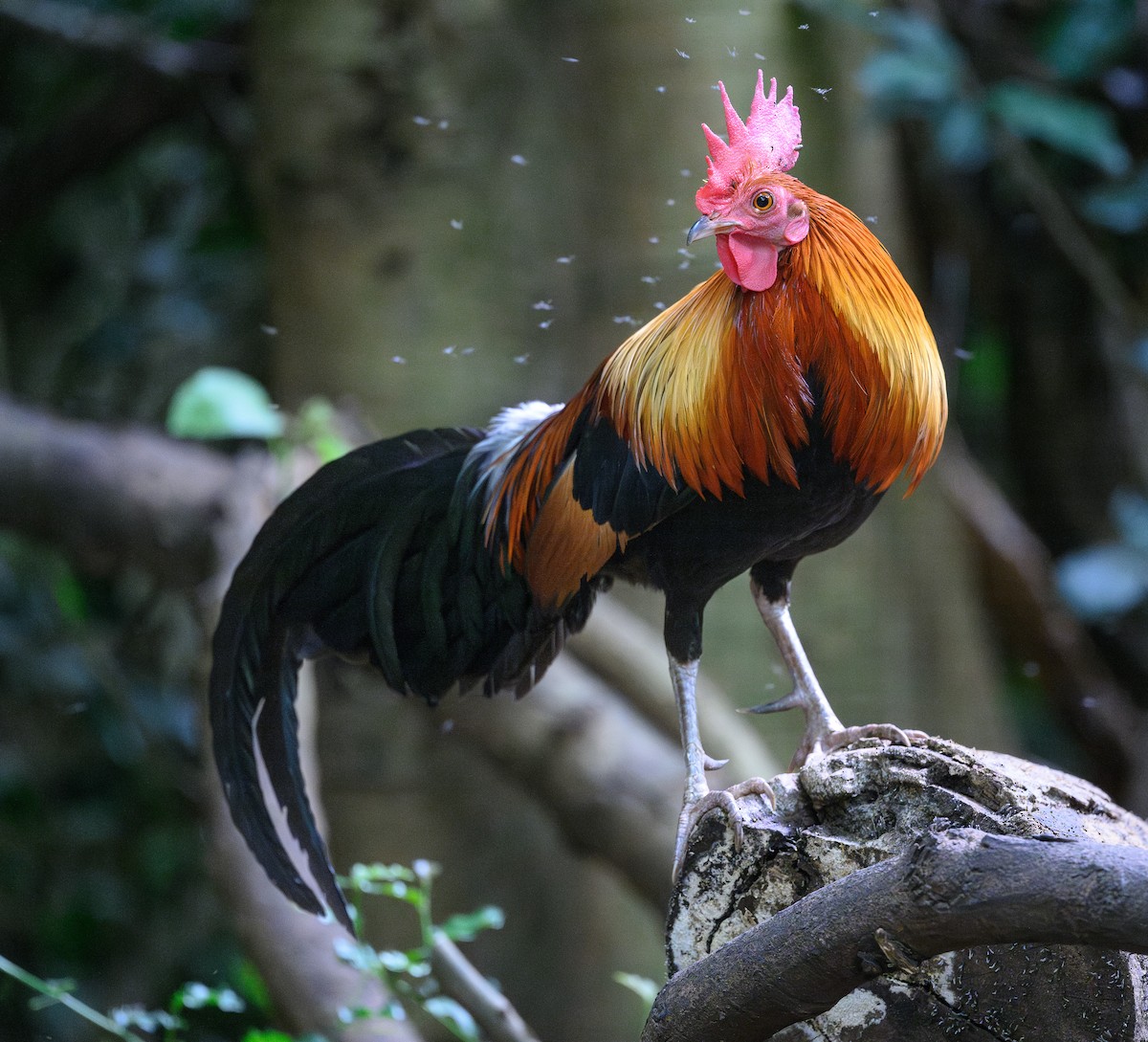 Red Junglefowl - ML620667833