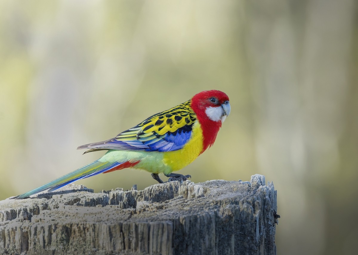 Eastern Rosella - ML620667834