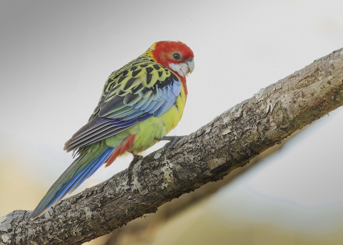 Eastern Rosella - ML620667835