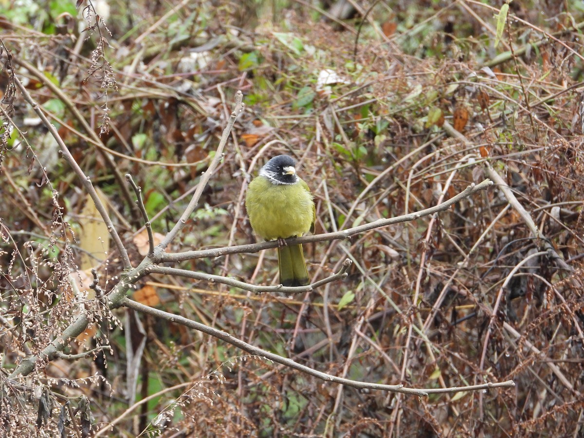 Bulbul à semi-collier - ML620667837