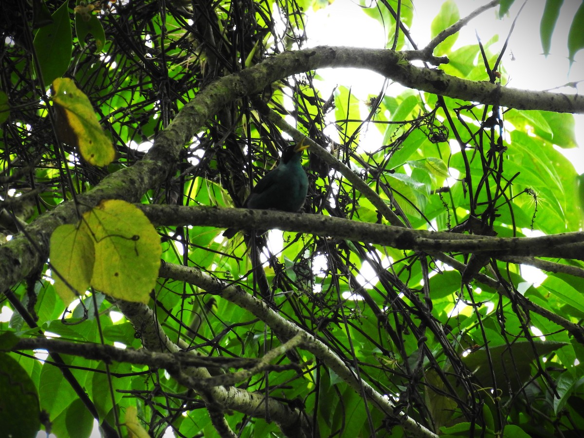 Green Honeycreeper - Michael Weisensee