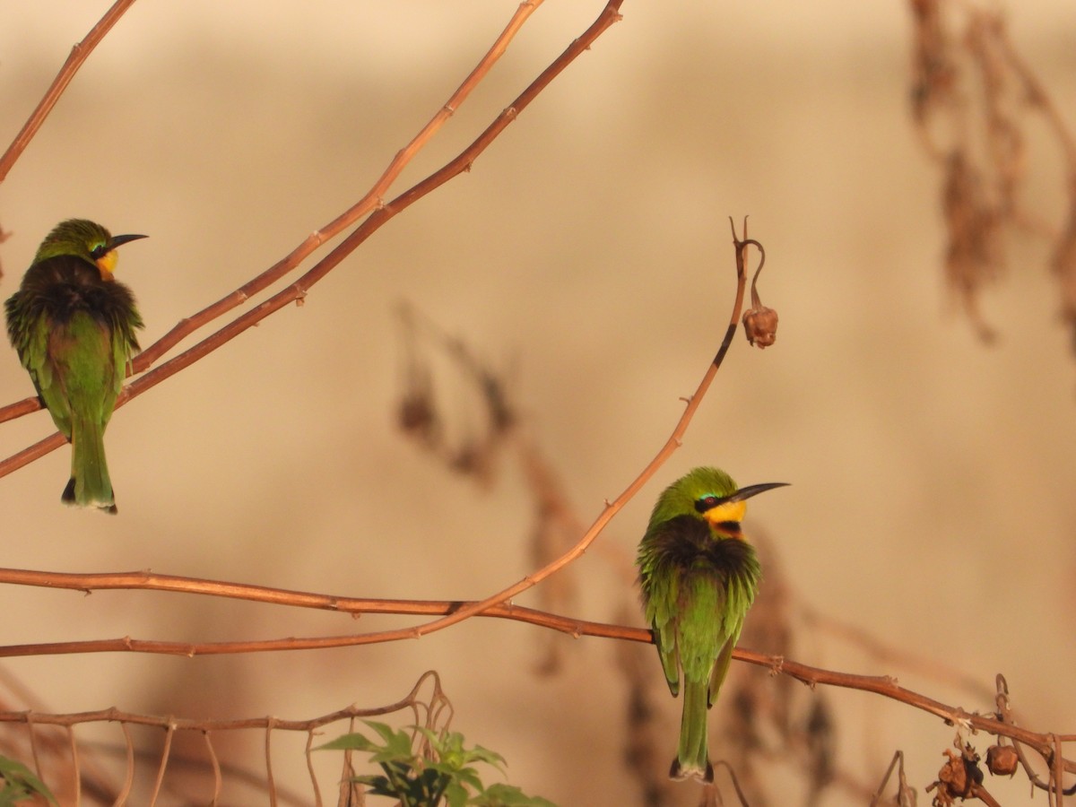 Little Bee-eater - ML620667840