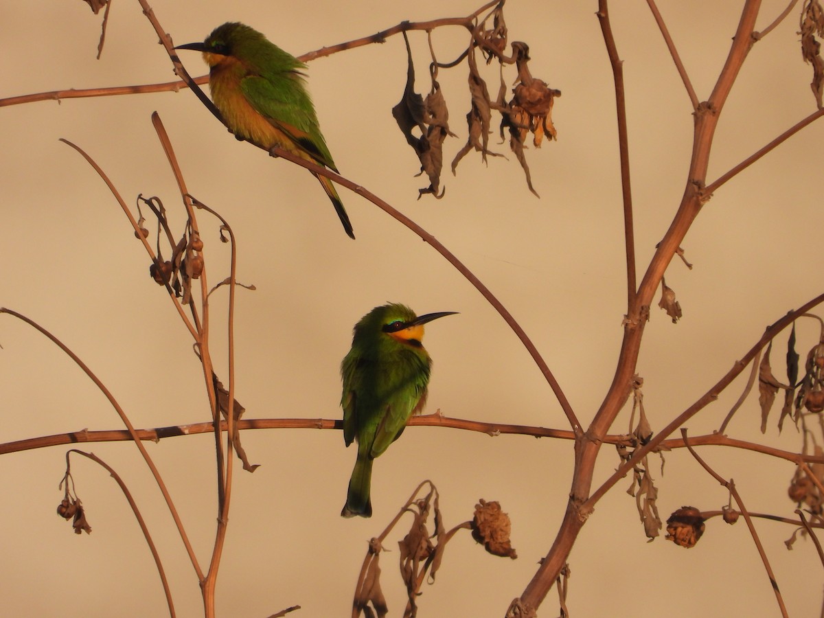 Little Bee-eater - ML620667841