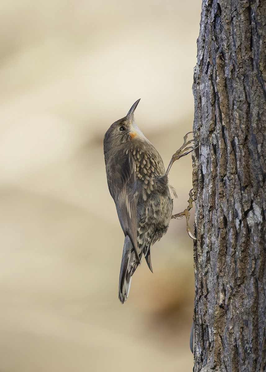 White-throated Treecreeper - ML620667842