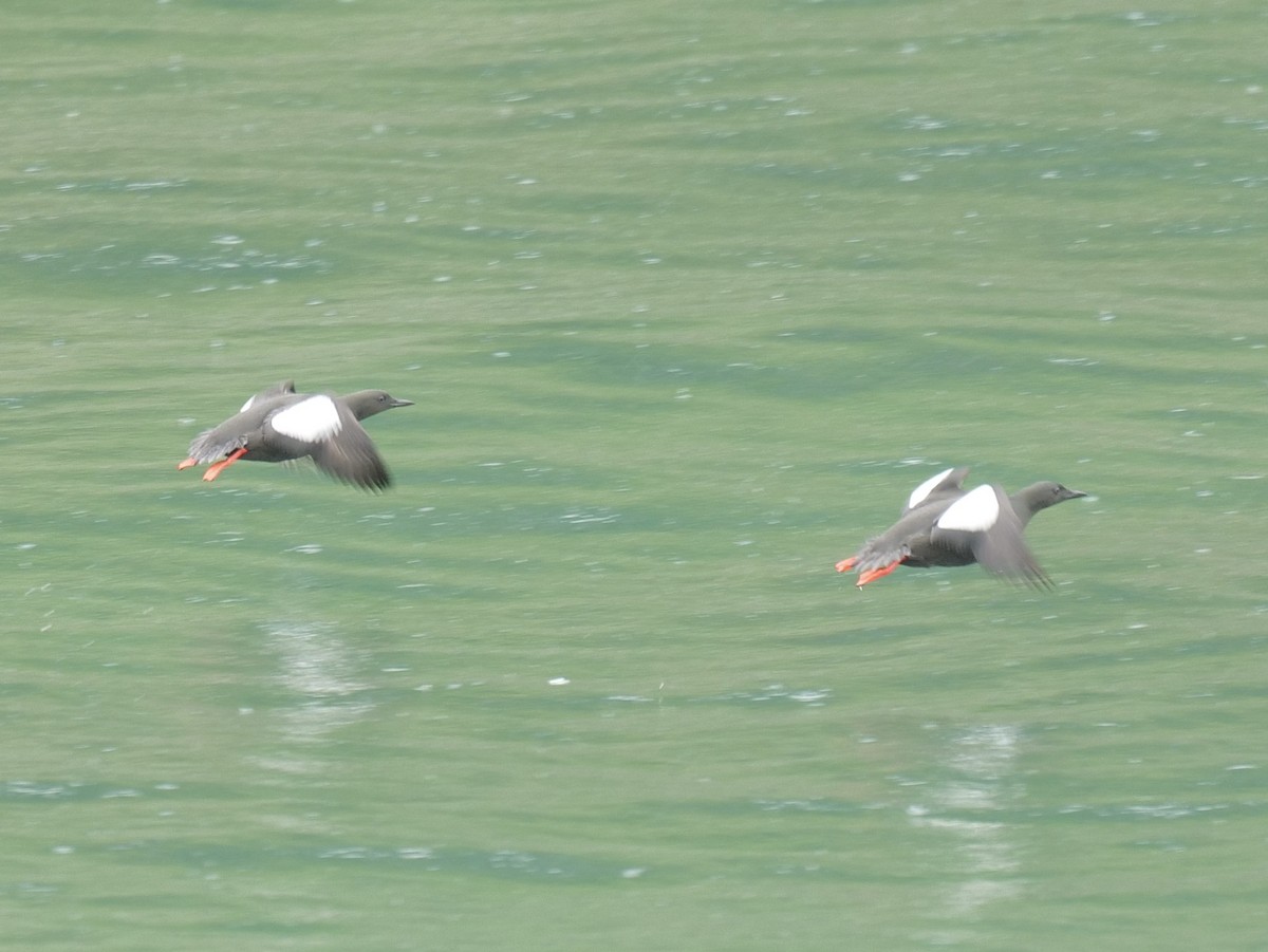 Black Guillemot - ML620667845