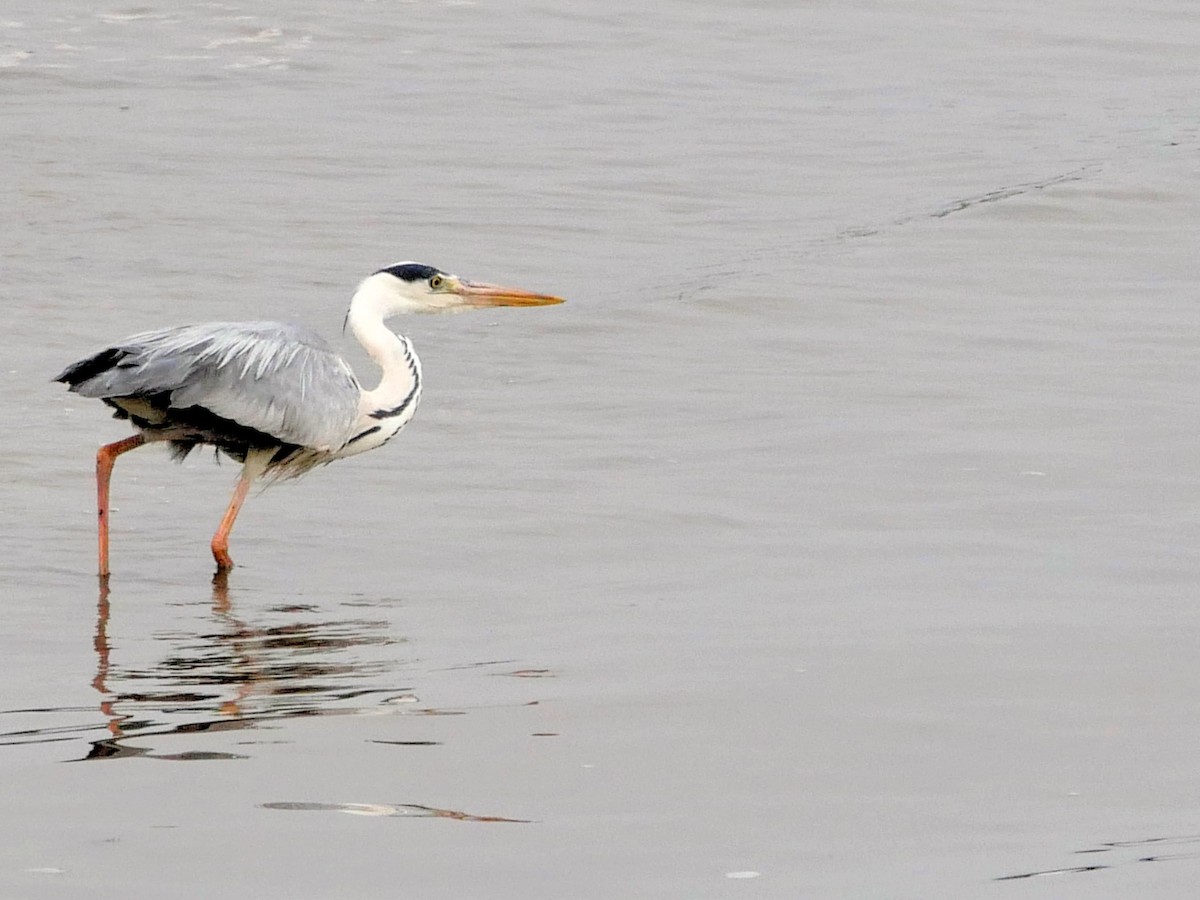 Gray Heron - ML620667846