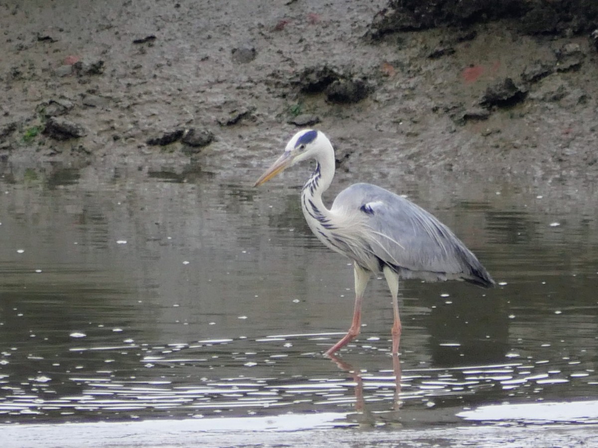 Gray Heron - ML620667847