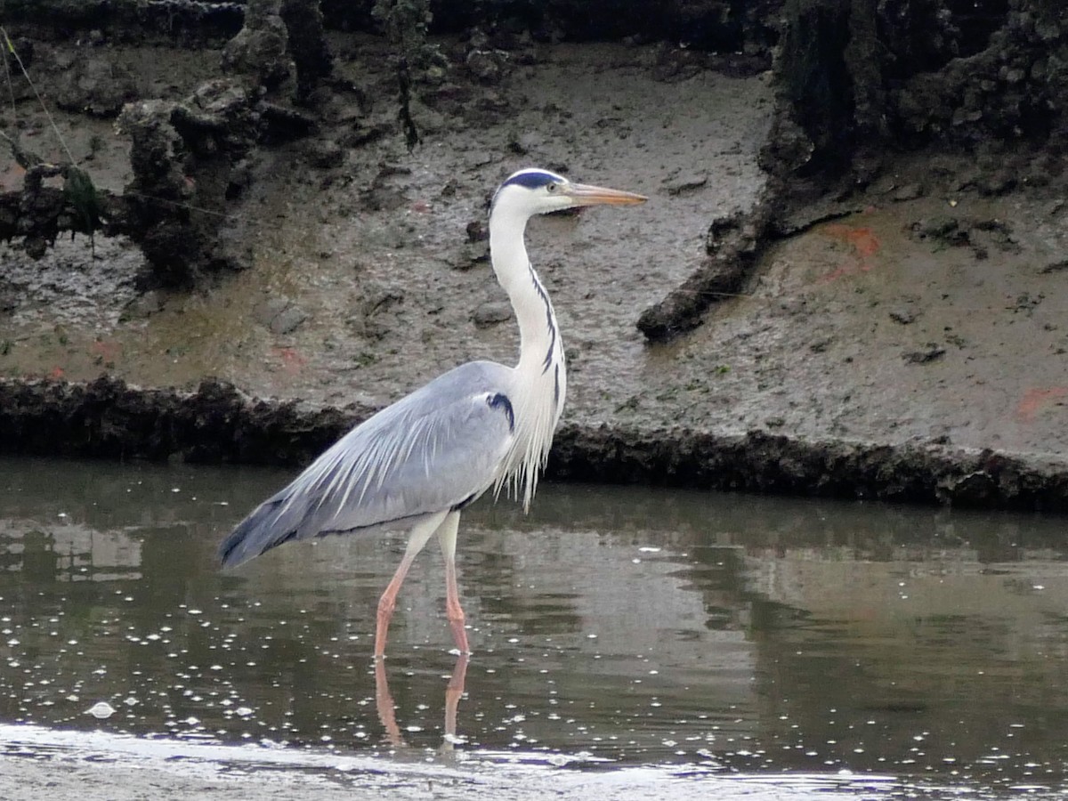 Gray Heron - ML620667849