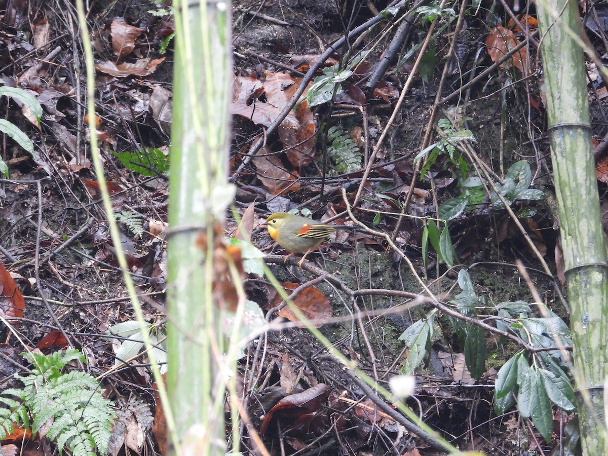 Red-billed Leiothrix - ML620667850