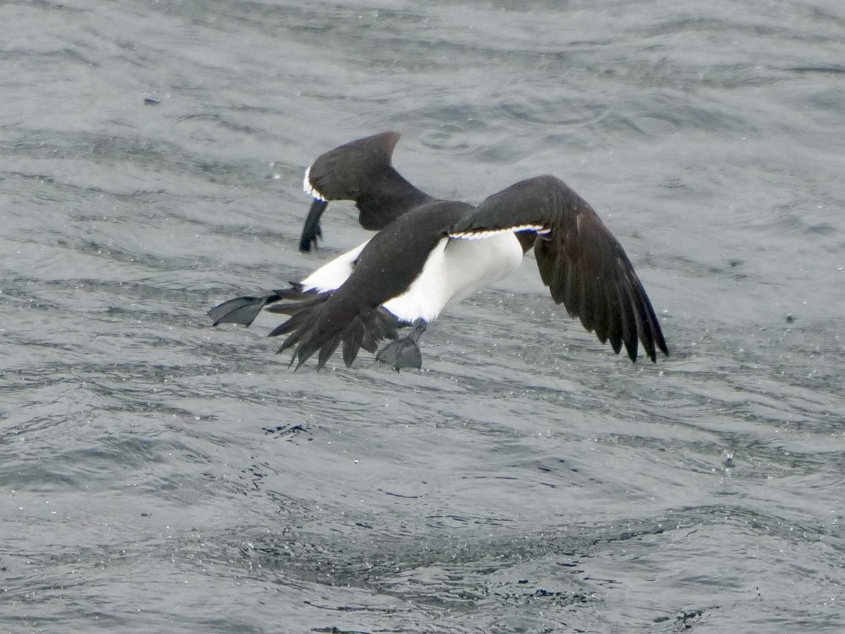 Razorbill - ML620667851