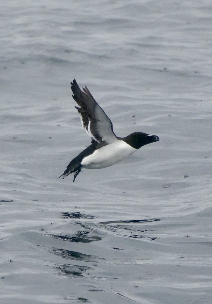 Razorbill - ML620667852