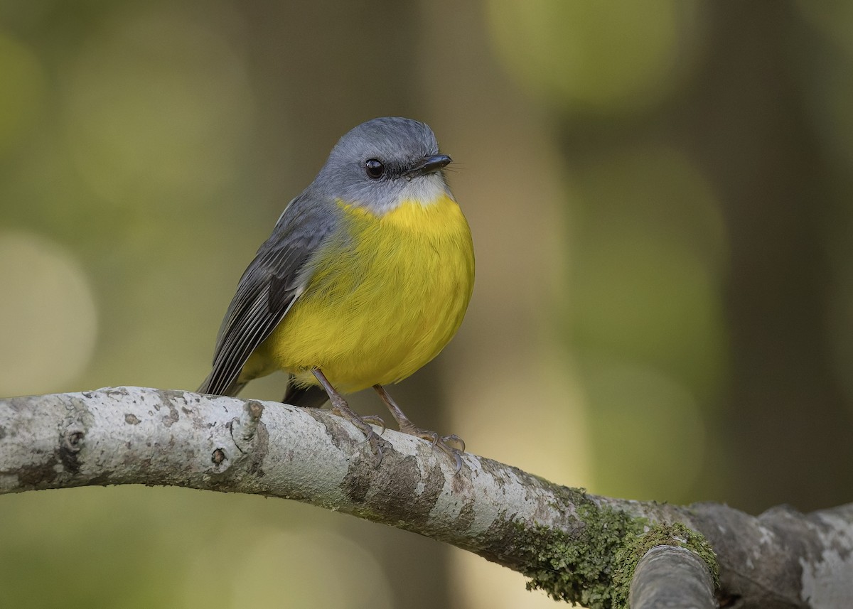 Eastern Yellow Robin - ML620667854