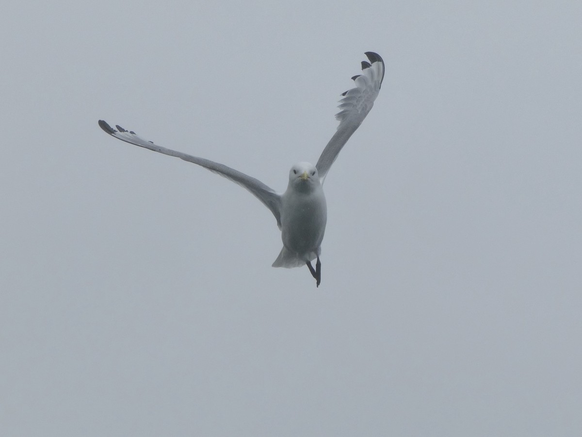 Black-legged Kittiwake - ML620667855