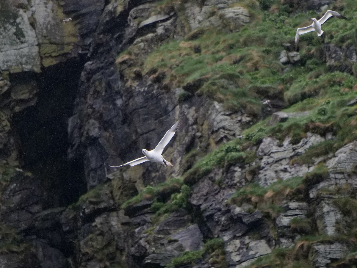 Northern Gannet - ML620667856