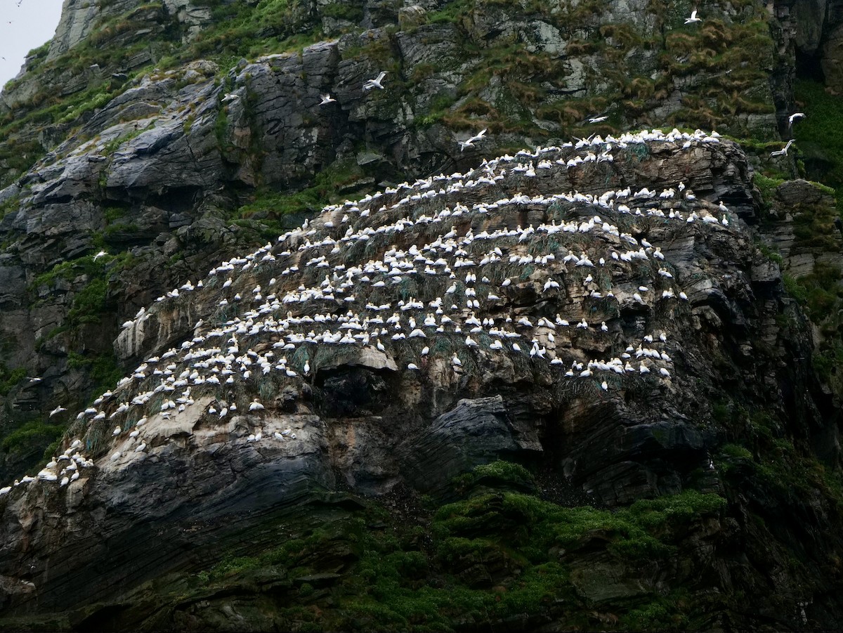 Northern Gannet - ML620667858