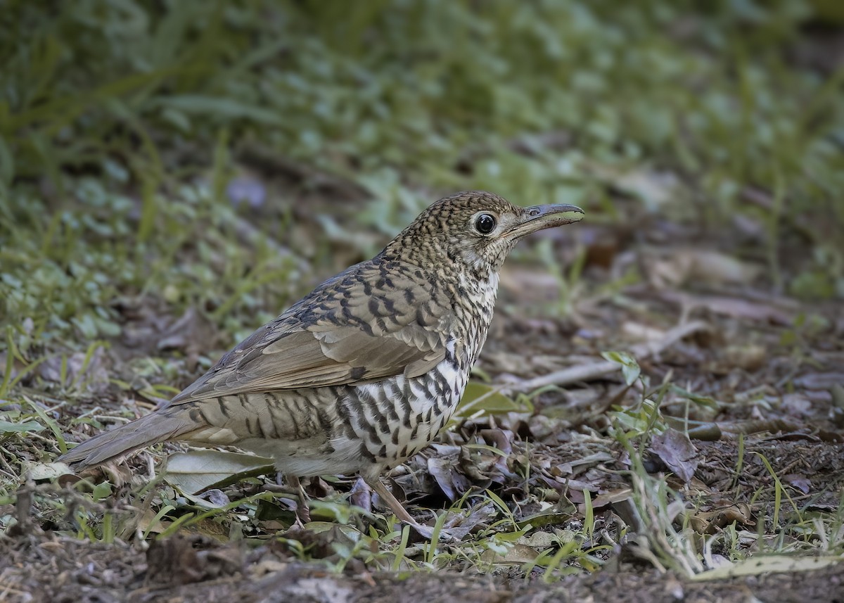 Bassian Thrush - ML620667859