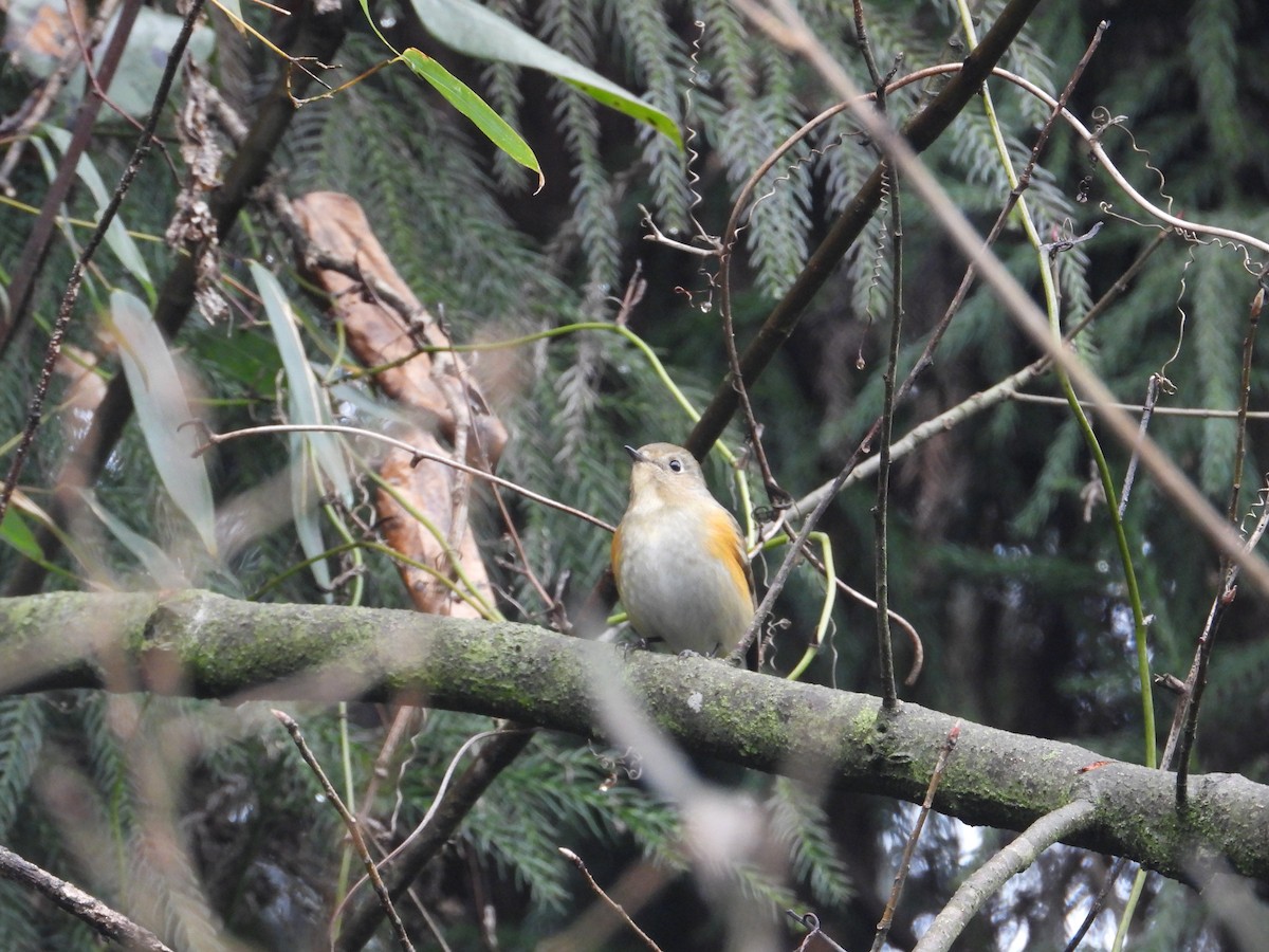 Red-flanked Bluetail - ML620667861