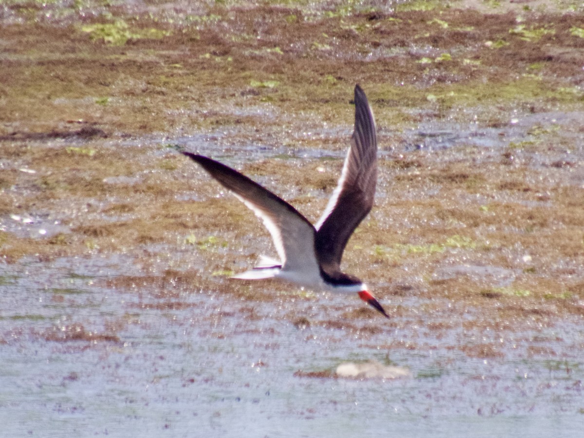 Black Skimmer - ML620667862