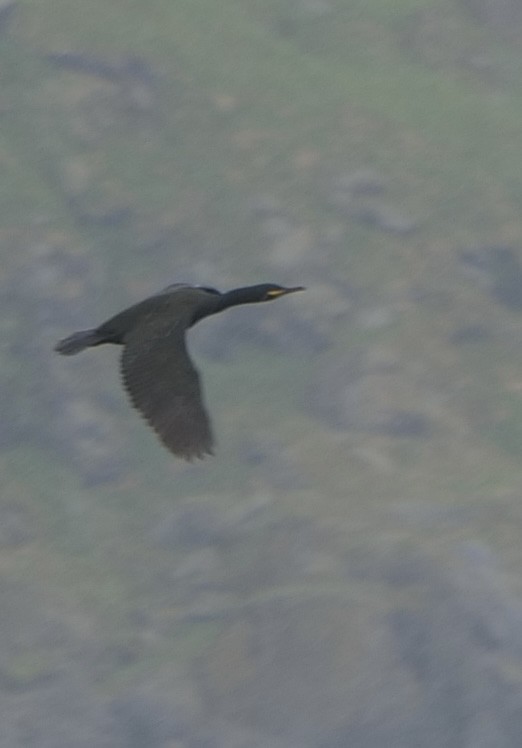 European Shag - Barbara Coll