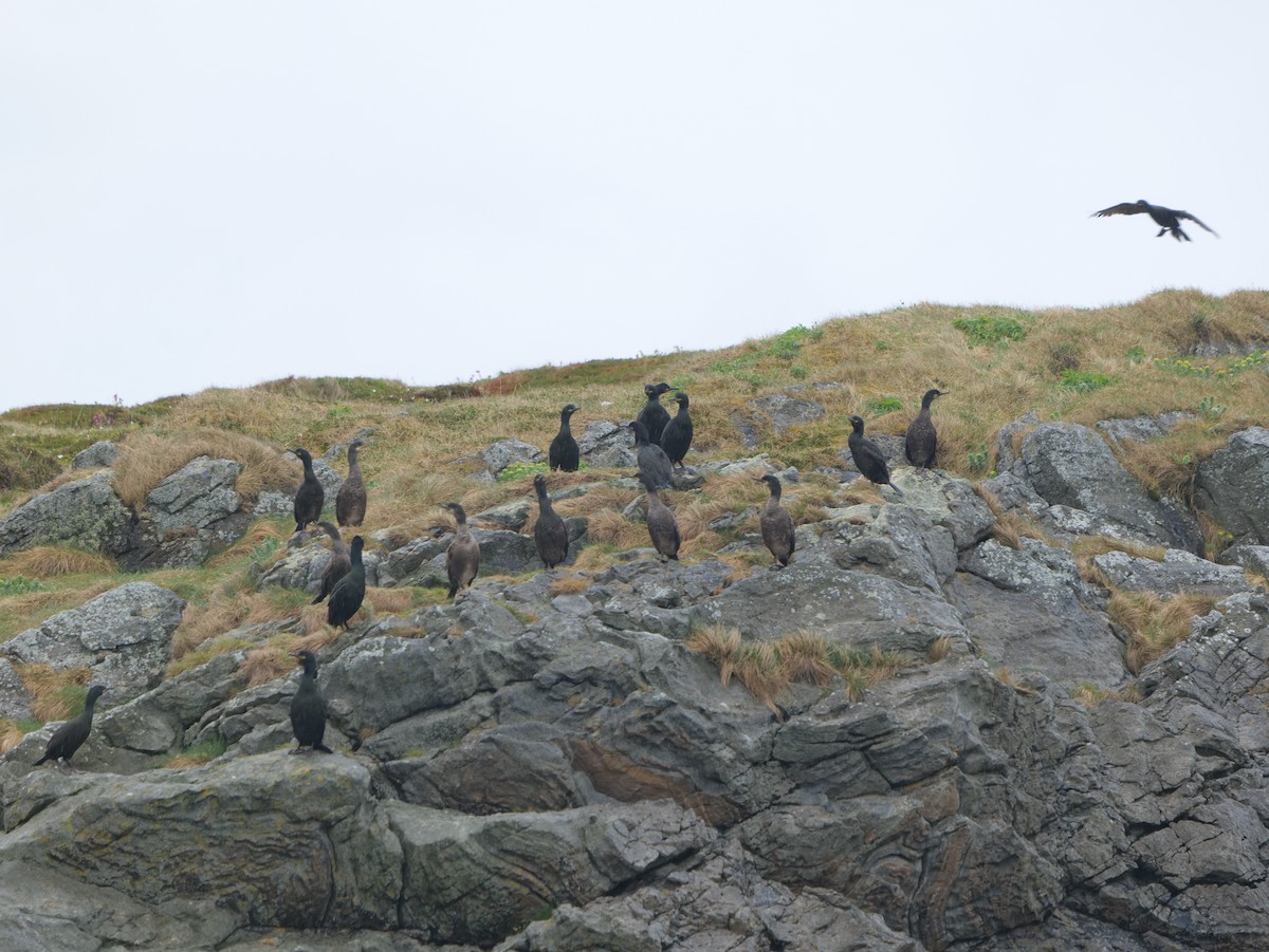 Cormorán Moñudo - ML620667864