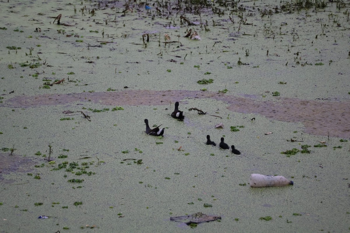 Eurasian Moorhen - ML620667865