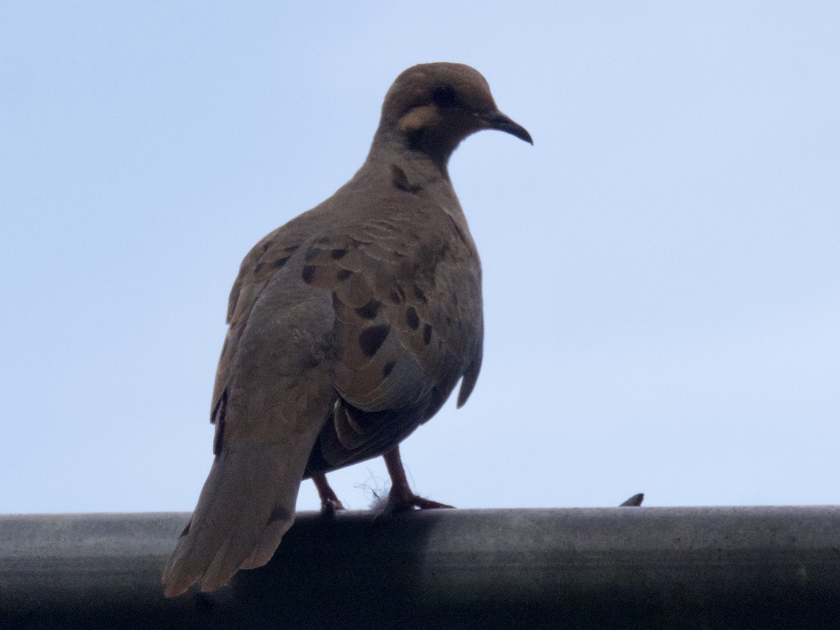 Mourning Dove - ML620667869