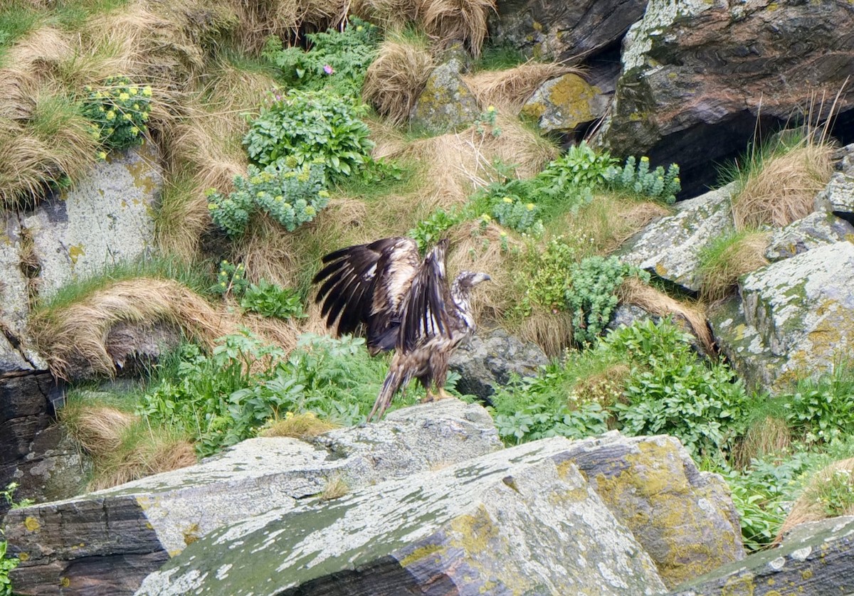 White-tailed Eagle - ML620667871