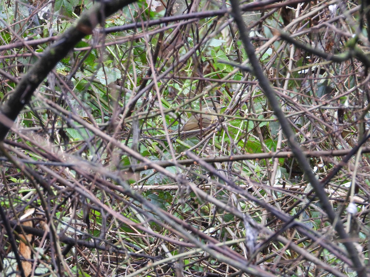 Robin à sourcils blancs - ML620667874