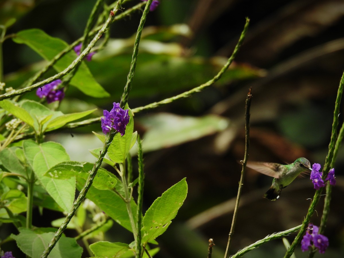 Colibri à tête violette - ML620667875