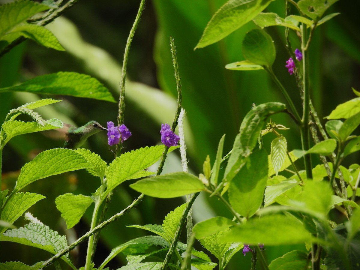 Violet-headed Hummingbird - ML620667876