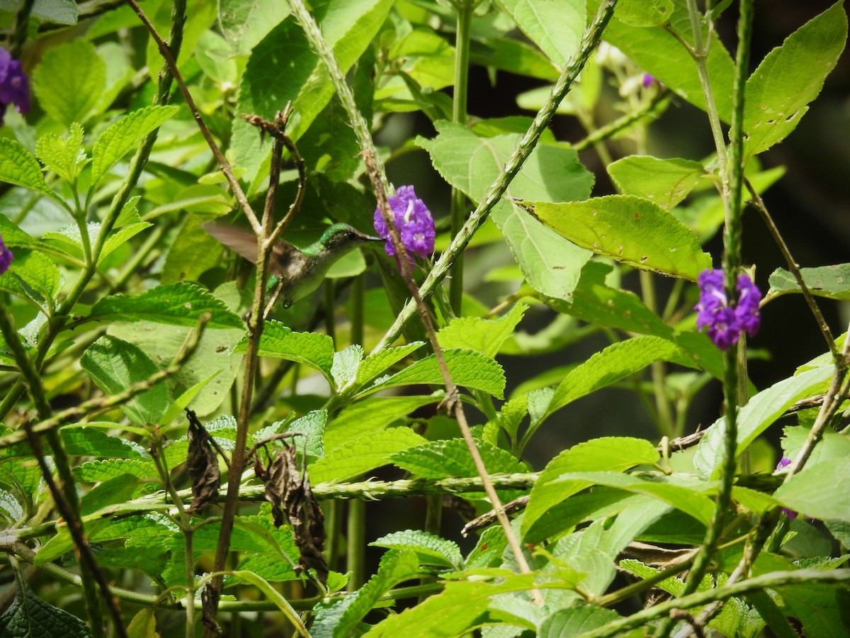 Violet-headed Hummingbird - ML620667878