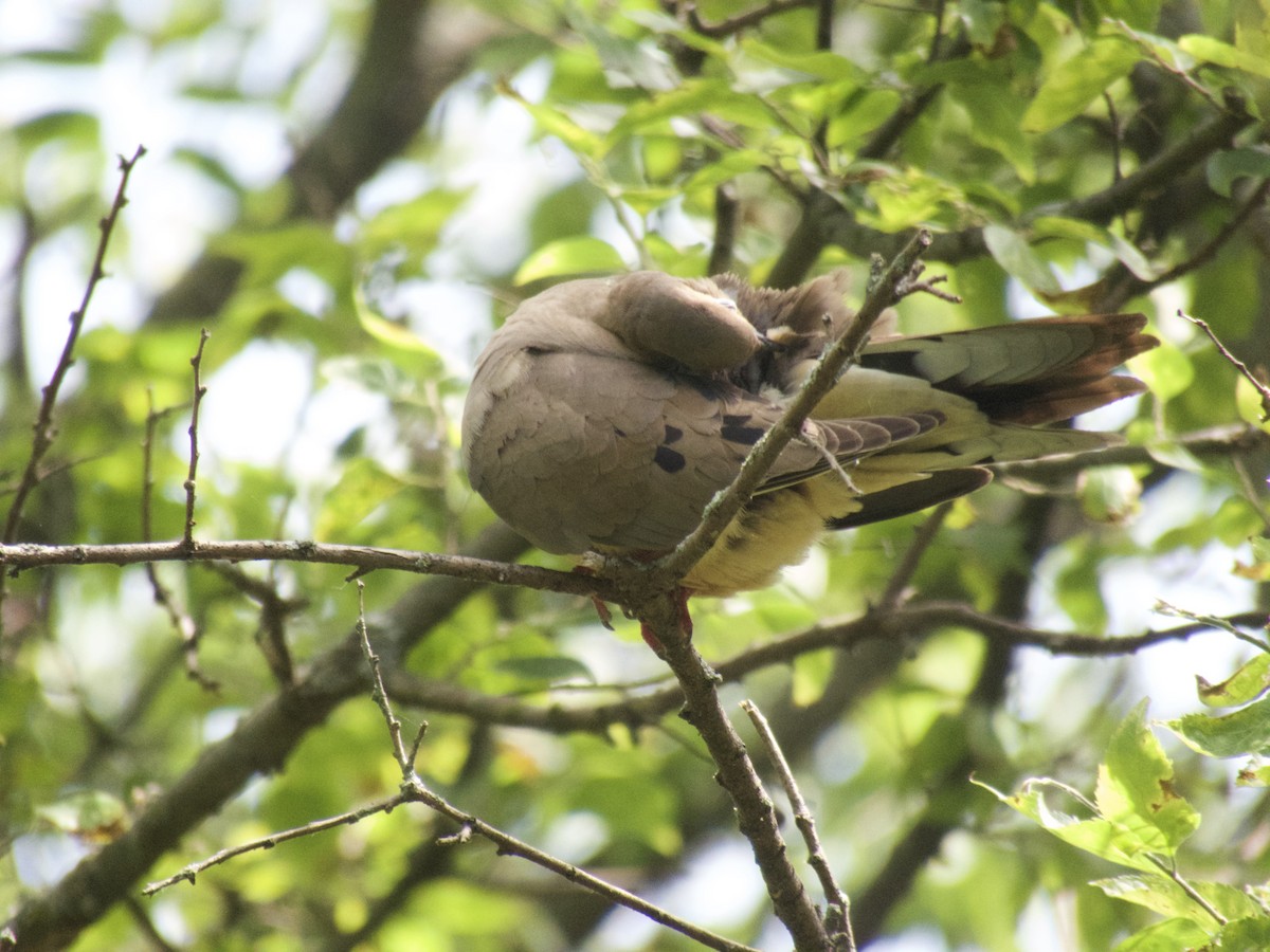 Mourning Dove - Randy Bumbury