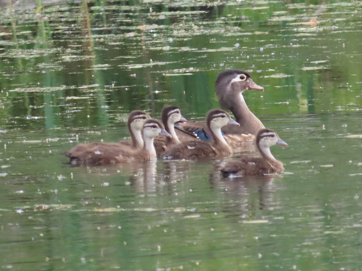 Wood Duck - ML620667880