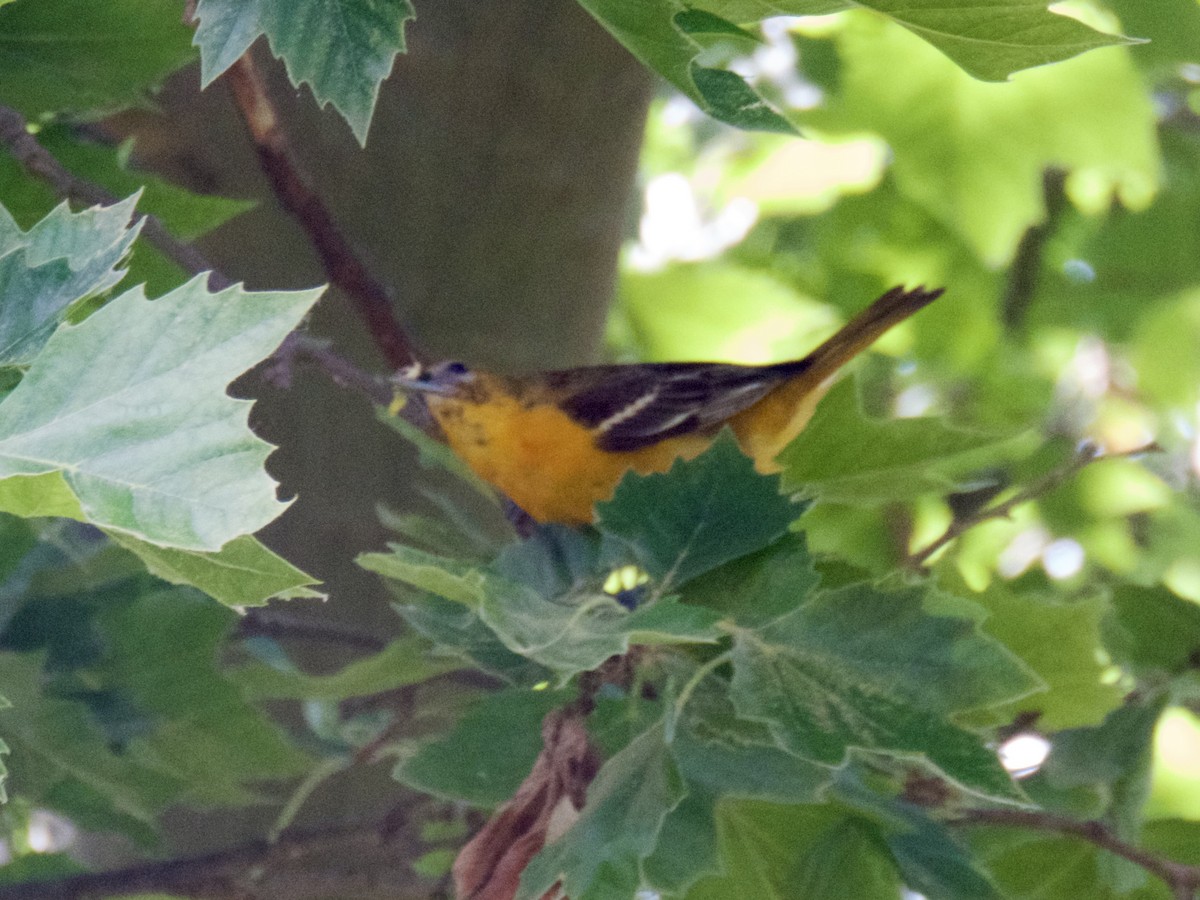 Oriole de Baltimore - ML620667882