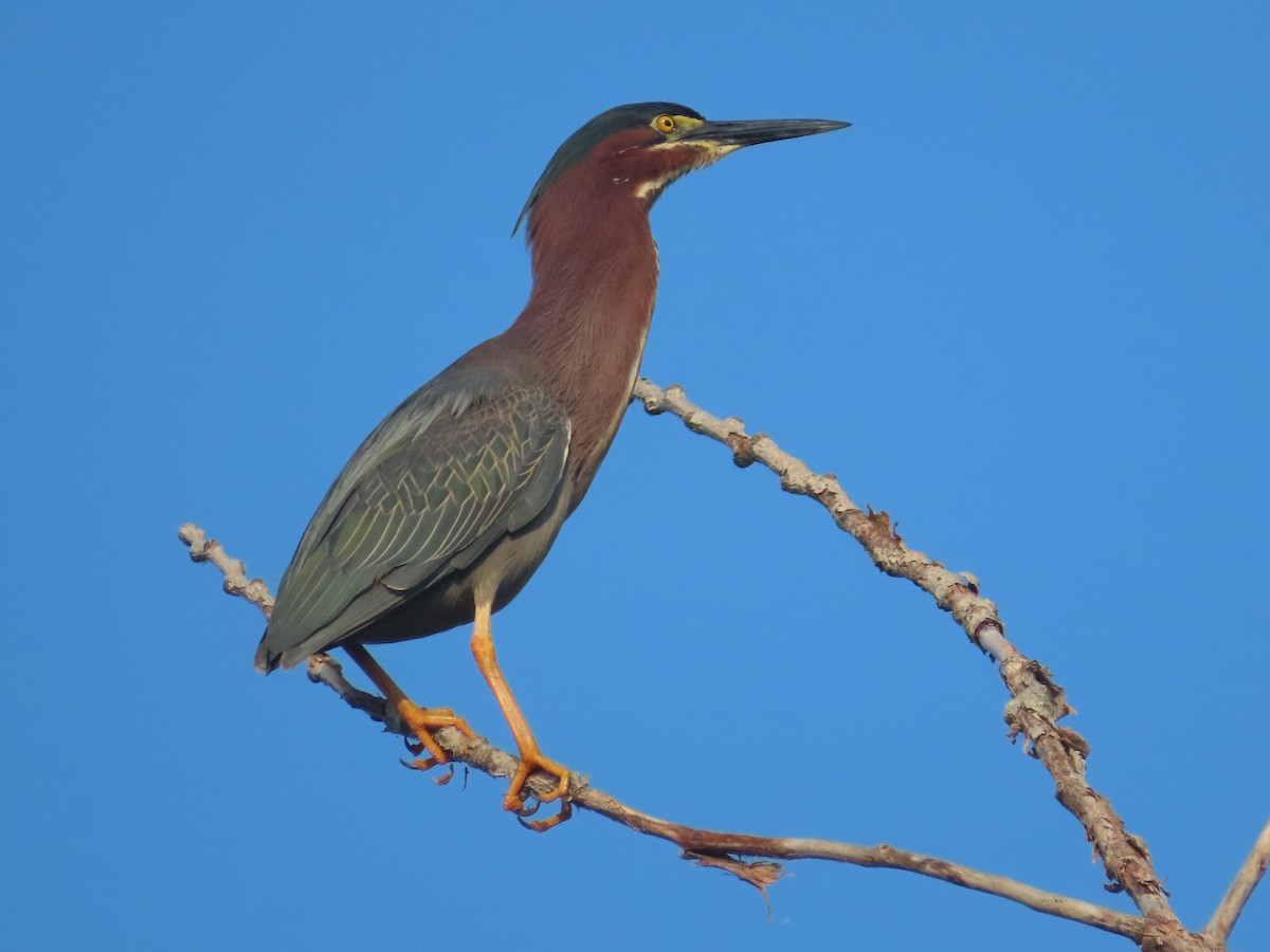 Green Heron - ML620667886