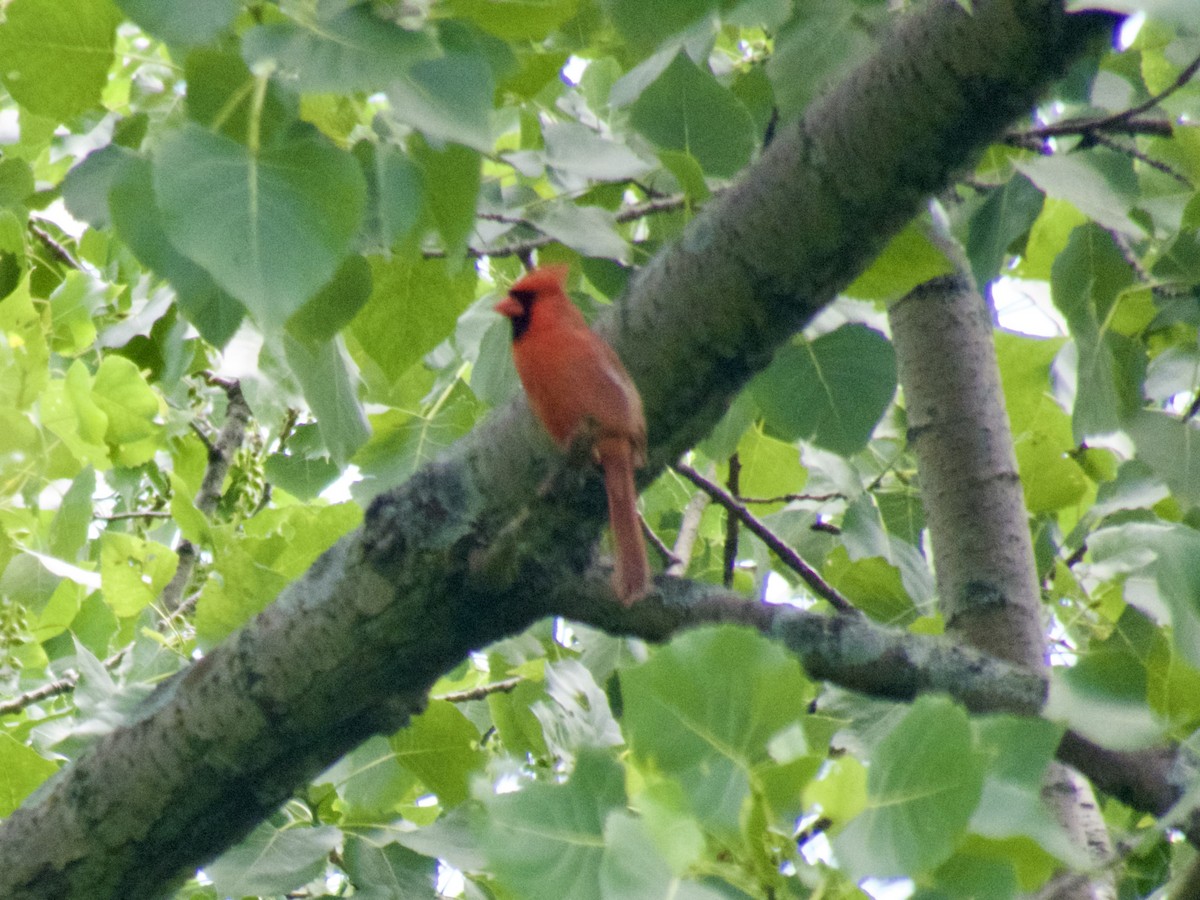 Cardinal rouge - ML620667889