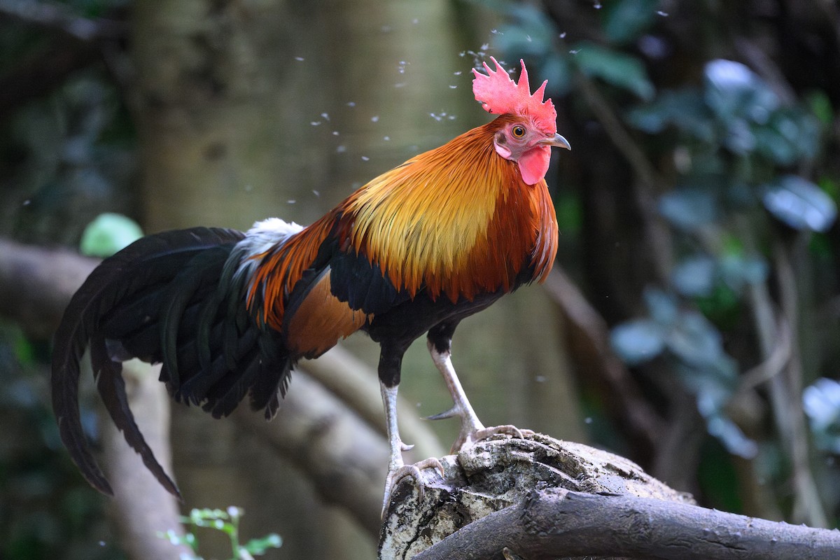 Red Junglefowl - ML620667890