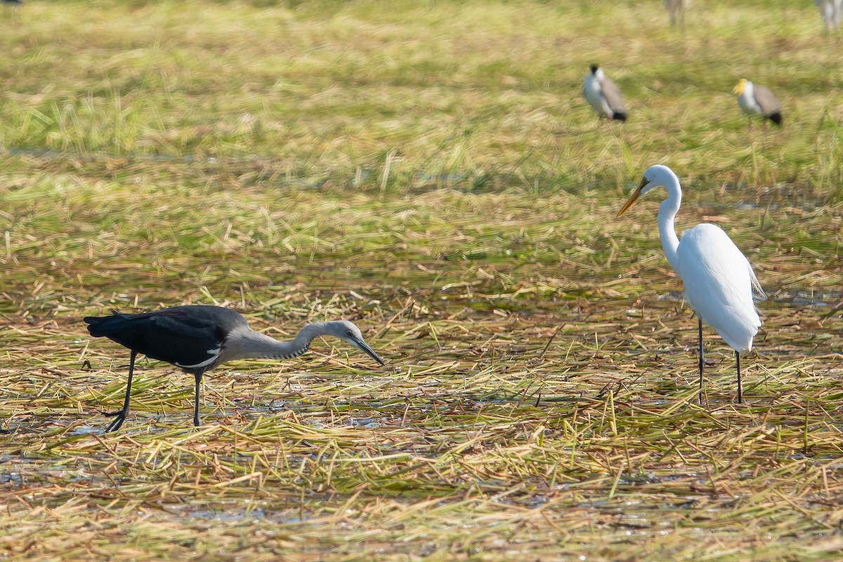 Great Egret - ML620667893