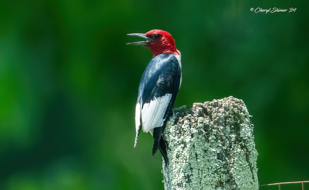 Red-headed Woodpecker - ML620667896